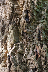 Close-up of the trunk of a Cork Oak (Quercus suber), Arundel Castle gardens, West Sussex, England, UK