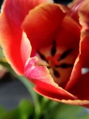 red tulip closeup with yellow stripes