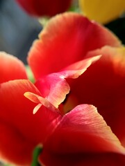 red yellow tulip close up petals
