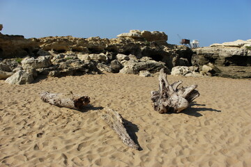 Morceaux de bois flotté sur la plage du Platin (Saint-Palais-sur-mer)