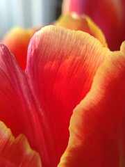close up shot of tulip petals on phone
