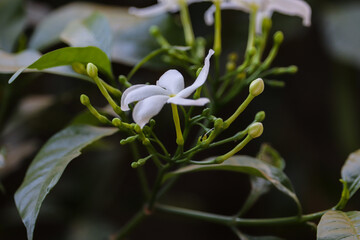 close up of white flowers