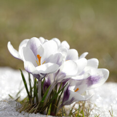 Spring flowers - white crocuses bloom in the park in April, a beautiful template for a web screensaver. Snow shiny cover melts near primroses, Easter card design.