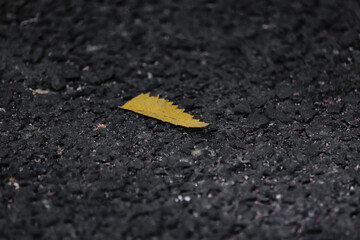 leaf in th ground