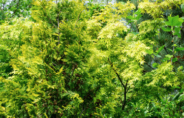 Obraz premium Young leaves yellow green of Japanese maple Acer Palmatum and Thuja occidentalis Aurea in spring garden. Selective focus. Blue sky and sunny day.