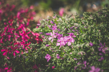 tiny pink spring phlox flowers background