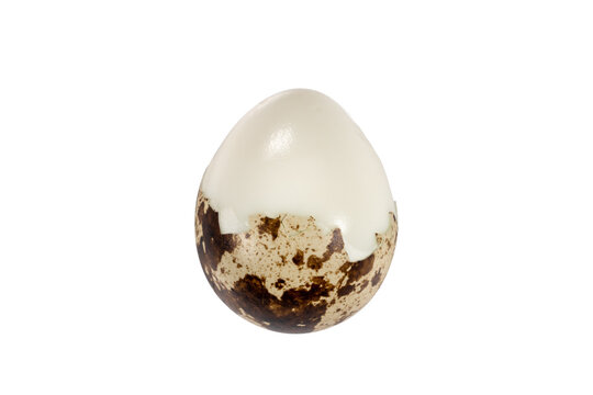 Boiled spotted quail egg  isolated on white background.  Healthy Food Products Concept