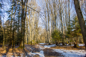 Fototapeta na wymiar winter forest in the winter