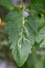 nightshade miner on a tomato leaf in a greenhouse