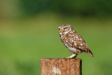Little owl (Athene noctua) sitting in the meadows in the Netherlands