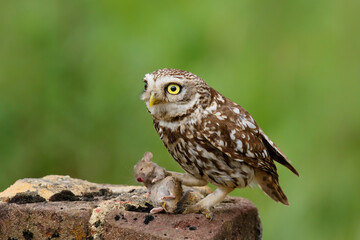 Little owl (Athene noctua) eating a mouse in the meadows in the Netherlands