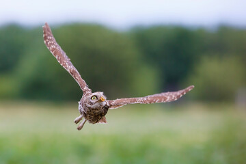 Little owl (Athene noctua) flying in the meadows in the Netherlands
