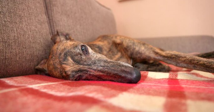 Spanish Greyhound Galgo resting and relaxing on a blanket on a couch head close up pan