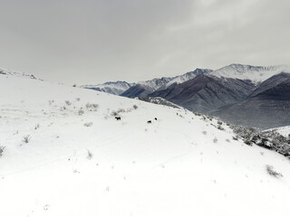 Fototapeta na wymiar wild horses graze on the slope of a snowy mountain in Ingushetia 