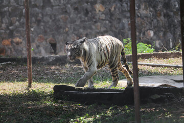 bengal tiger in the zoo