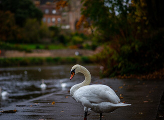 Swan