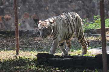 bengal tiger in the zoo