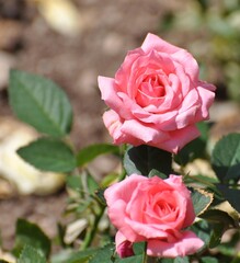 Rosen im Garten