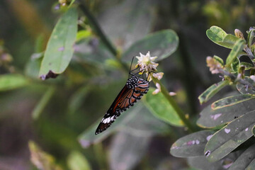 butterfly on a leaf
