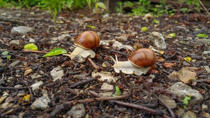 two snails crawling on the ground