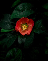 closeup camellia after rain