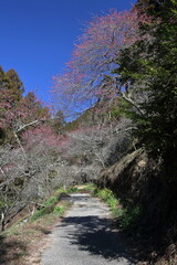 白木谷　里山に咲く梅の花　早春　（高知県　南国市）