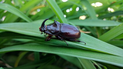 close-up rhinoceros beetle