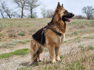 german shepherd for a walk