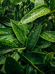 wet green leaves background