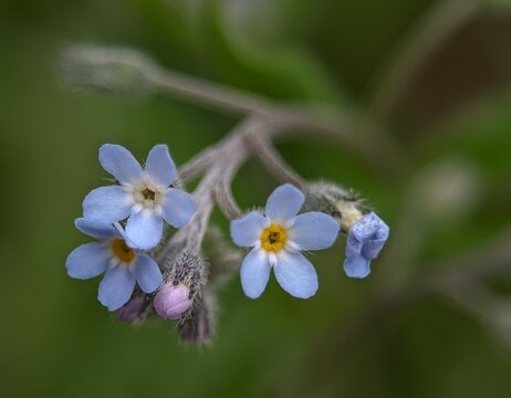 forget-me-not flowers close up