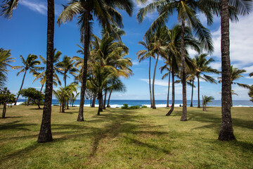 Fototapeta na wymiar Perfectly aligned palm trees near the shore