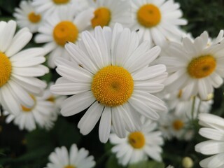 Obraz premium close-up of chamomile in the garden