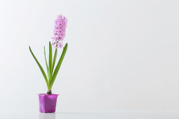 hyacinth flowers in plastic pot on white background