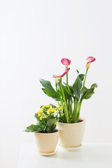 Fototapeta na wymiar pink calla lily and yellow kalanchoe in flower pot on white background