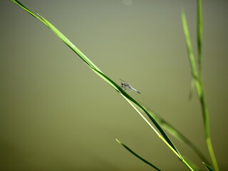 dragonfly on a blade of grass