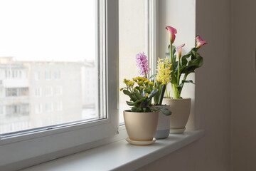 plants in pots on white windowsill indoor