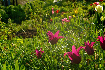 red spring tulips in the garden