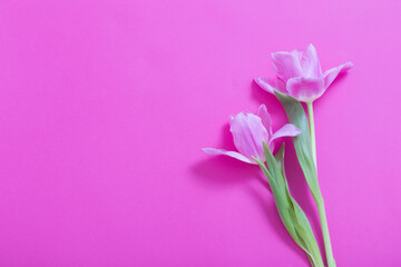 beautiful   tulips on purple  paper background