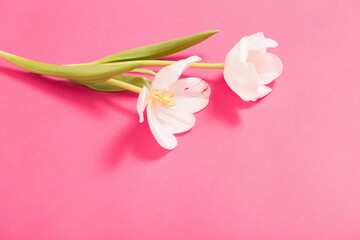 two white tulips on pink background