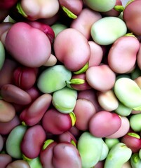 Broad beans freshly harvested in the garden