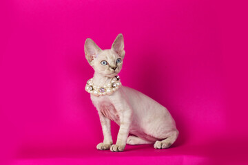 Fototapeta na wymiar Devon rex on pink background. Beautiful yang cat posing. Cute curly kitten