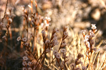 Unusual alpine plant, Acantholimon diapensioides, in the Eastern Pamir, Tajikistan