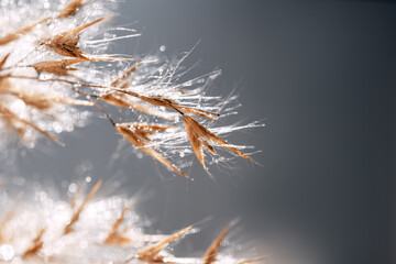 Close-up of the grass of dry reeds after the rain. Boils of water flow down the dryflower.