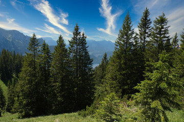 forest in the mountains