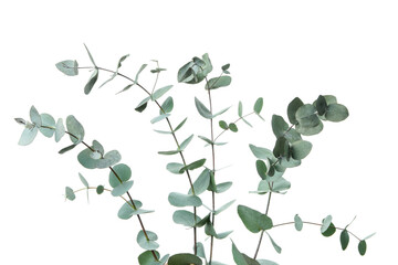 Beautiful eucalyptus twigs isolated on white background