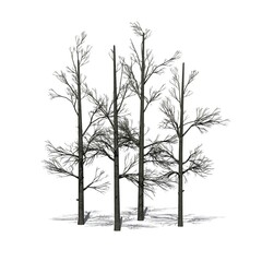 a group of Sourwood Trees in winter with shadow on the floor - isolated on white background - 3D Illustration
