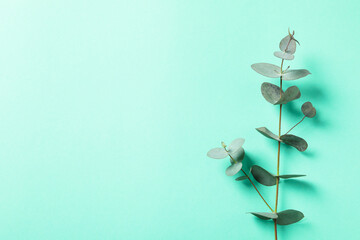 Beautiful eucalyptus plant twig on mint background © Atlas