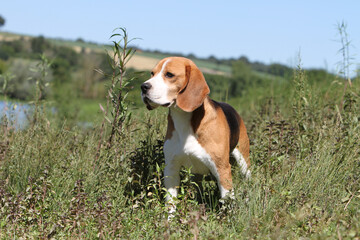 Un Beagle attentif en position de chasse