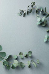 Beautiful eucalyptus plant twigs on gray background © Atlas