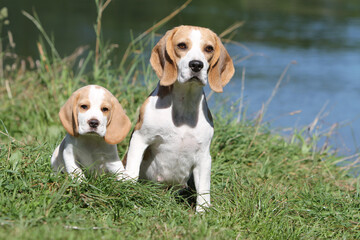 Un Beagle et son chiot au bord d'un lac